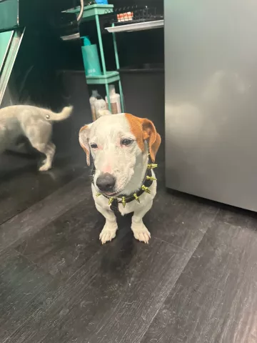 Friendly white and tan dog sitting on the barbershop floor, posing for the camera