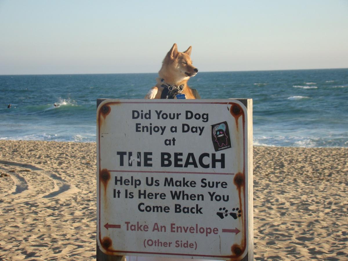 A Shiba Inu behind the Huntington Dog Beach sign, with the ocean behind